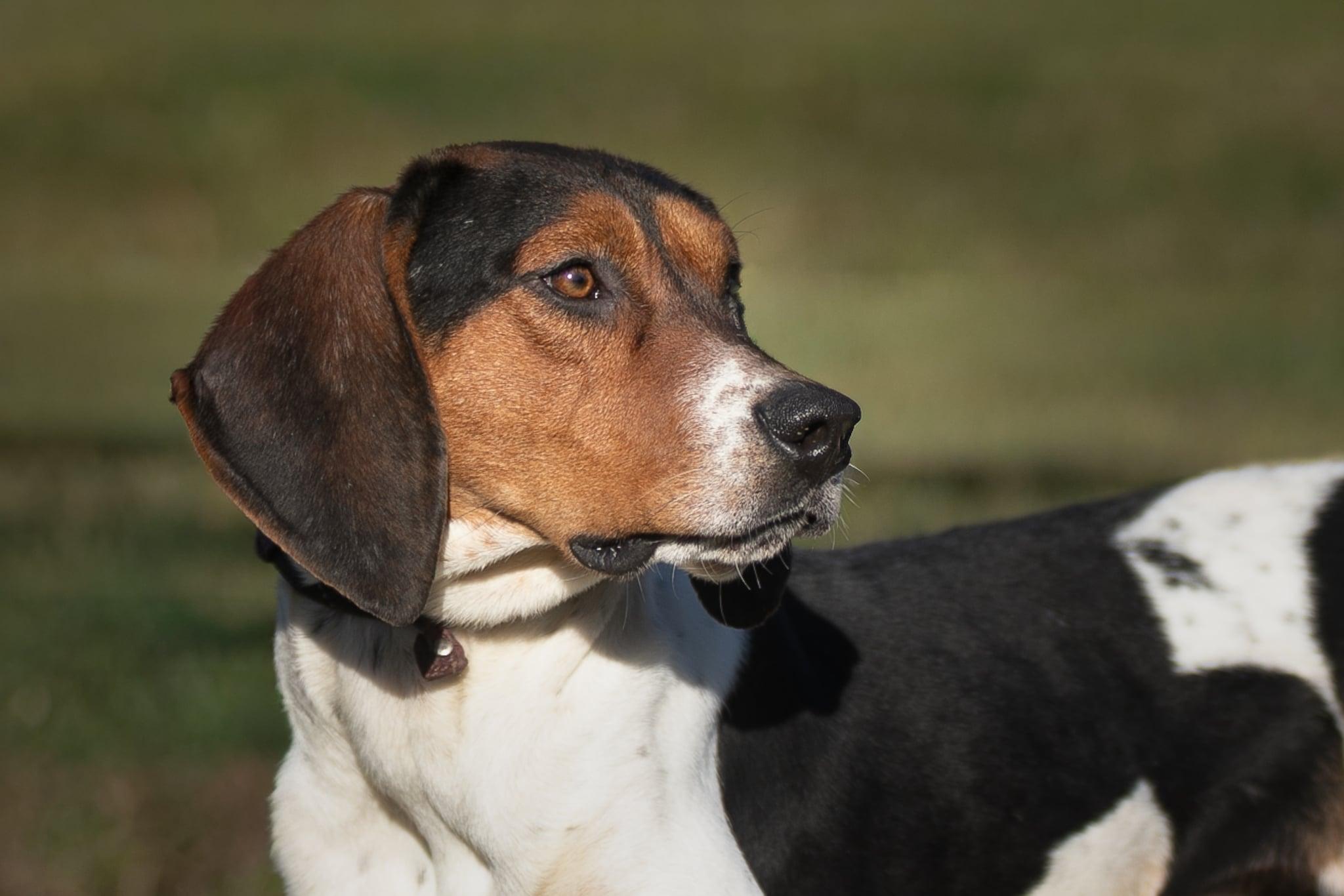 Birdie, a Adoptable Treeing Walker Coonhound in Lexington, MA image 3/4
