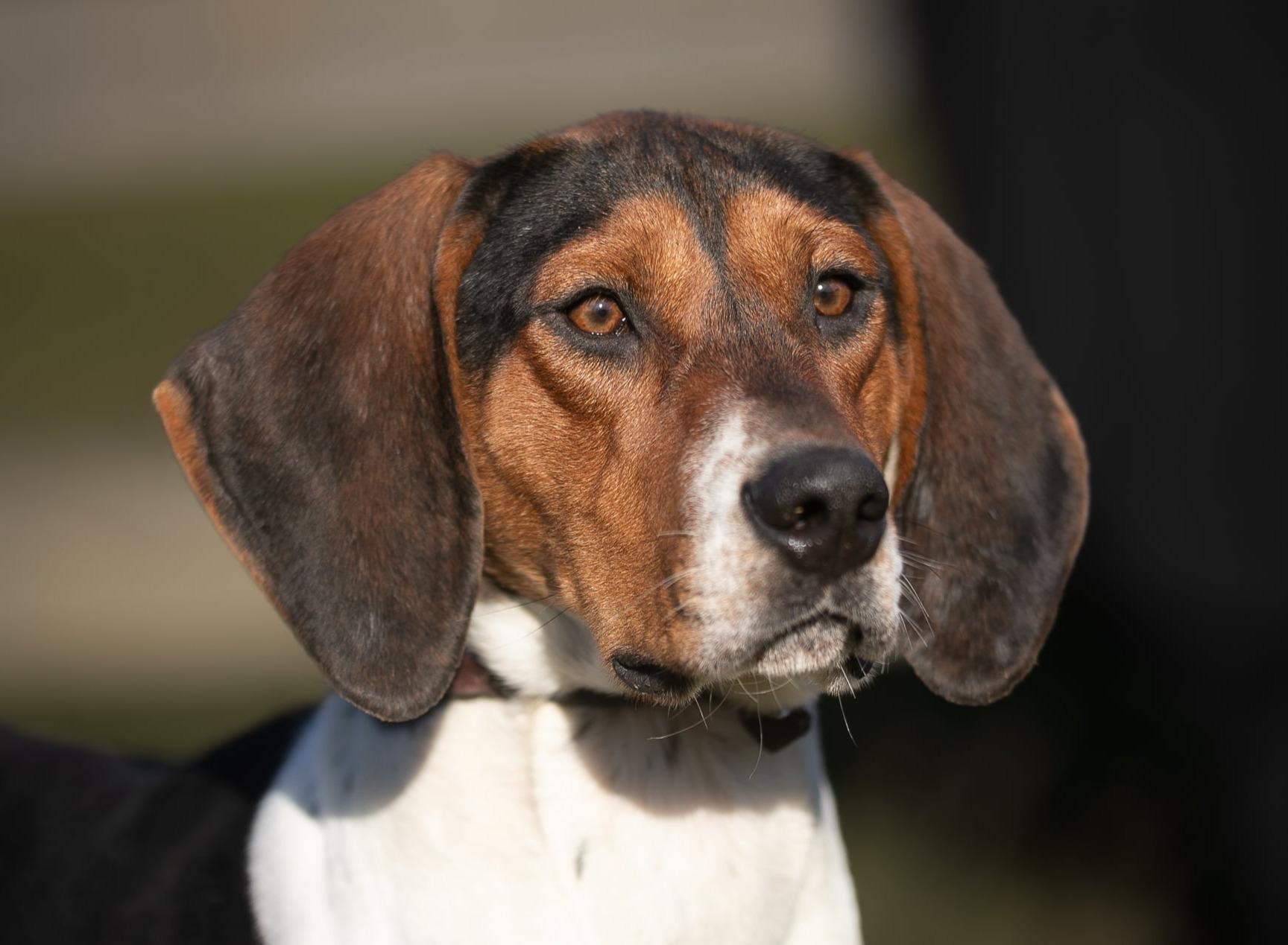 Birdie, a Adoptable Treeing Walker Coonhound in Lexington, MA image 4/4