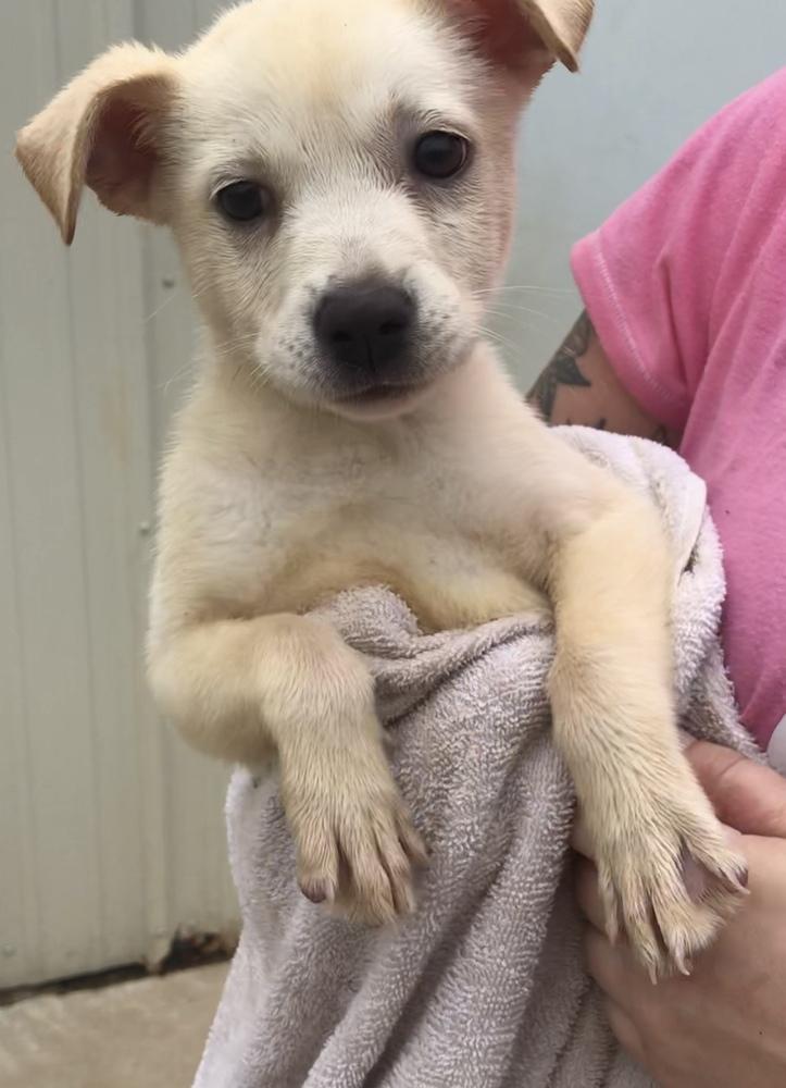 Tia, Adoptable, Puppy Female Labrador Retriever.