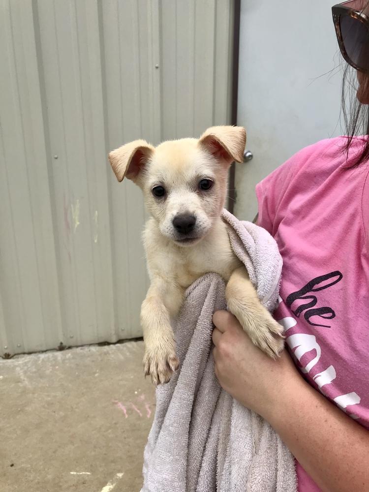 Enlarge Tia, a Adoptable Labrador Retriever in Crystal Springs, MS image 2/4