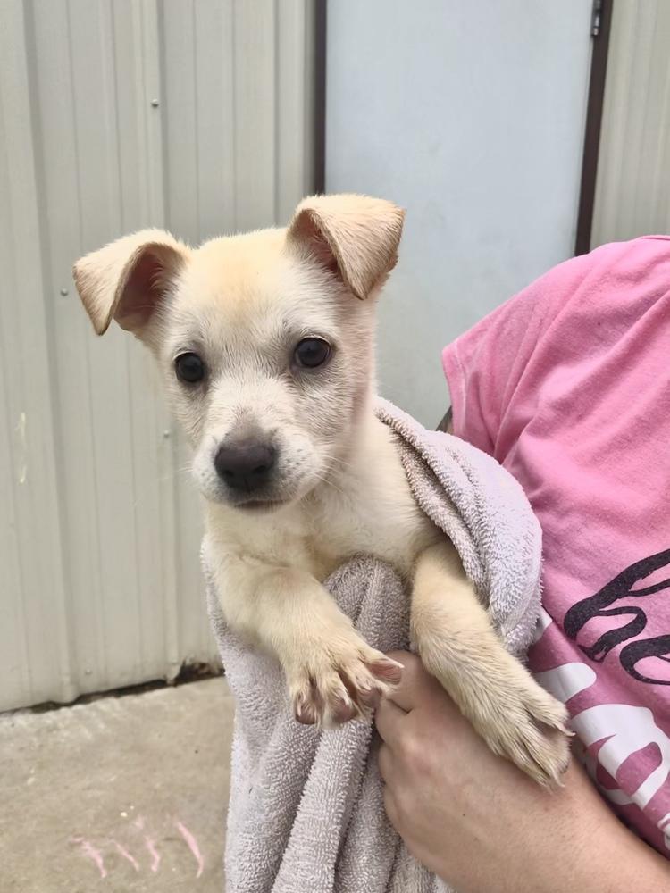 Tia, Adoptable, Puppy Female Labrador Retriever.