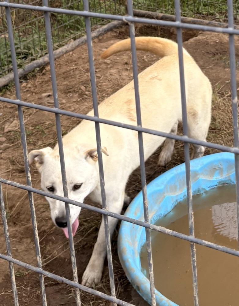 Enlarge Tia, a Adoptable Labradoodle in Crystal Springs, MS image 4/5