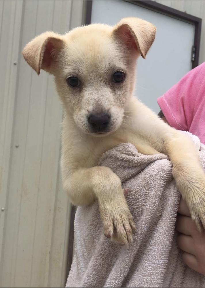 Enlarge Tia, a Adoptable Labrador Retriever in Crystal Springs, MS image 4/4