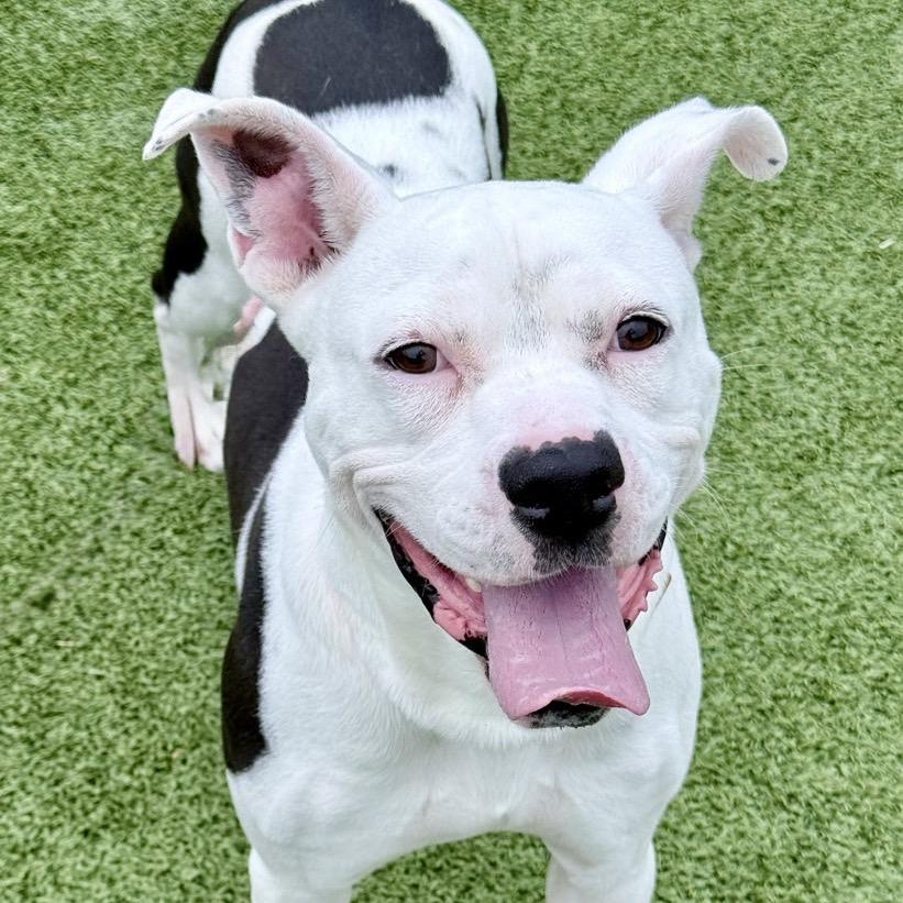 Clyde, Adoptable, Adult Male American Staffordshire Terrier & Mixed Breed.