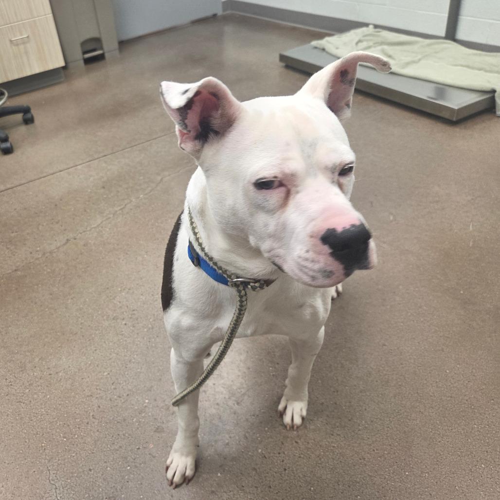 Enlarge Clyde, a Adoptable mixed breed in Chattanooga, TN image 2/5