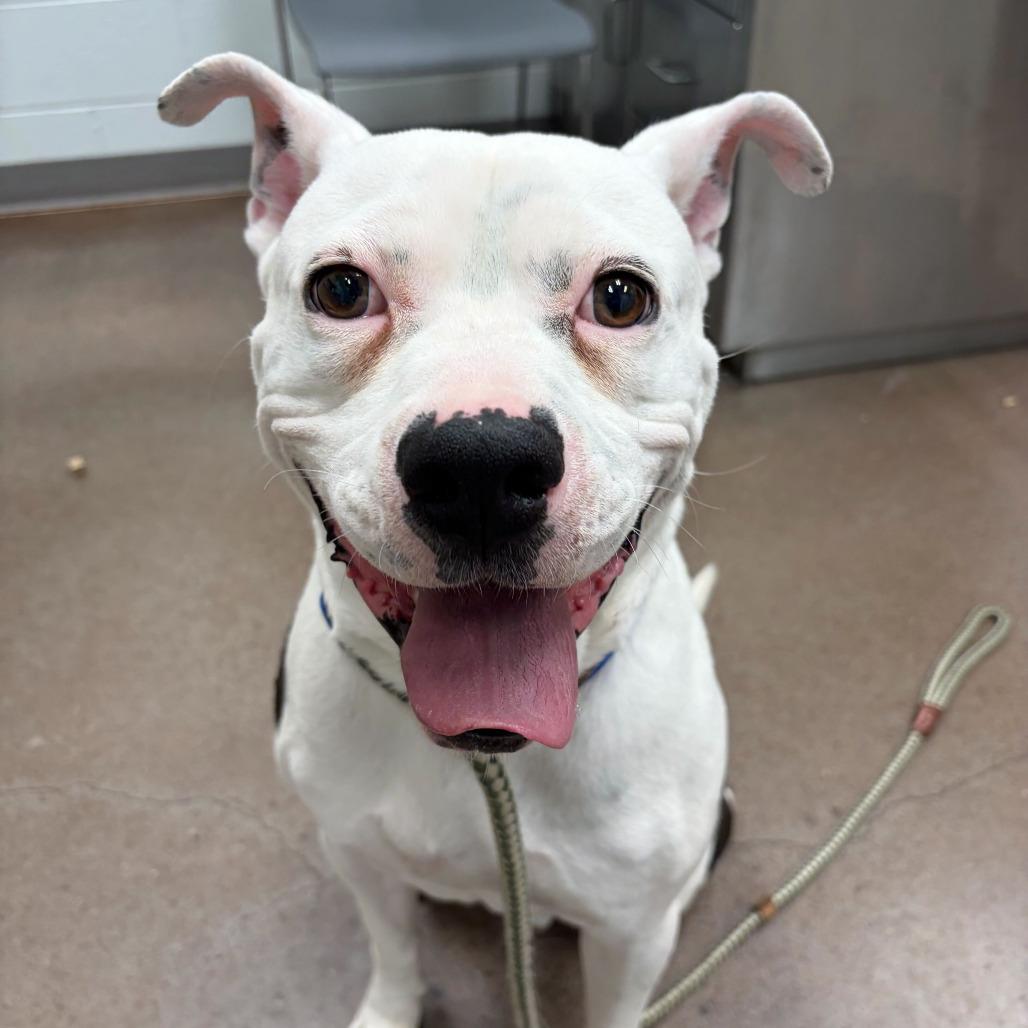 Enlarge Clyde, a Adoptable mixed breed in Chattanooga, TN image 3/5