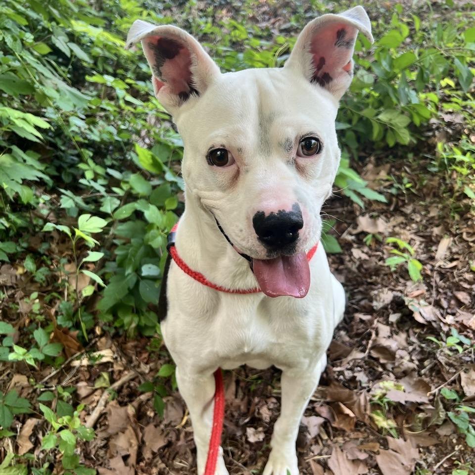 Enlarge Clyde, a Adoptable mixed breed in Chattanooga, TN image 4/5