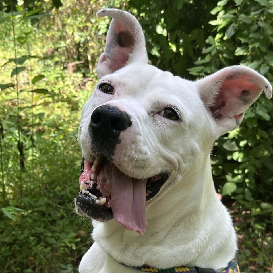 Enlarge Clyde, a Adoptable mixed breed in Chattanooga, TN image 5/5