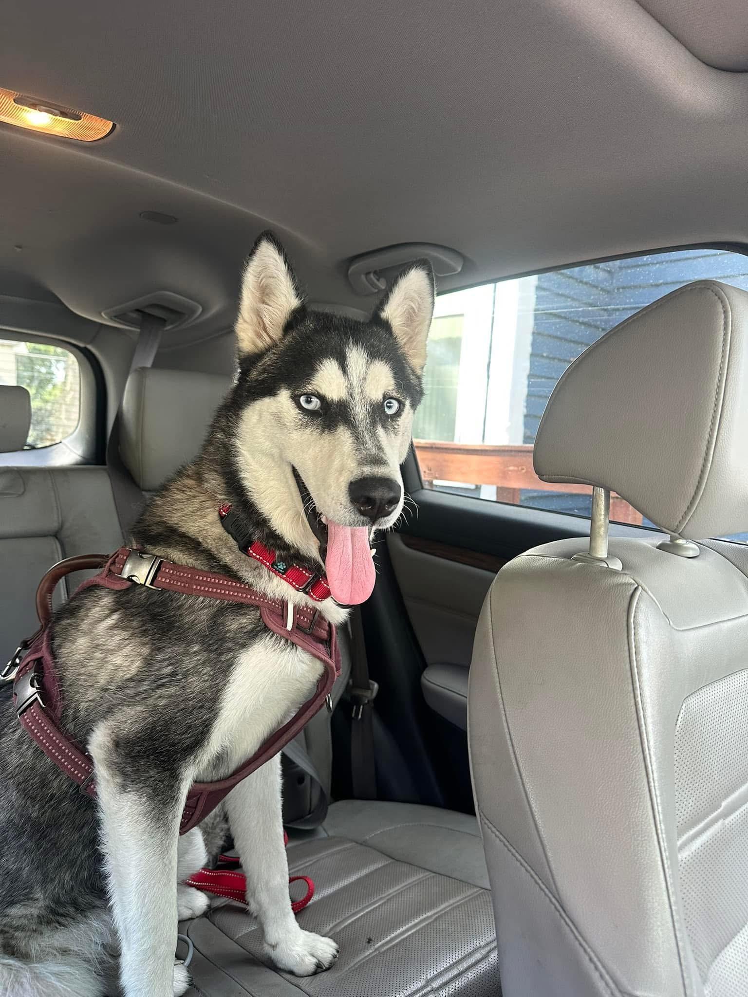 Quinn, Adoptable, Young Male Siberian Husky.