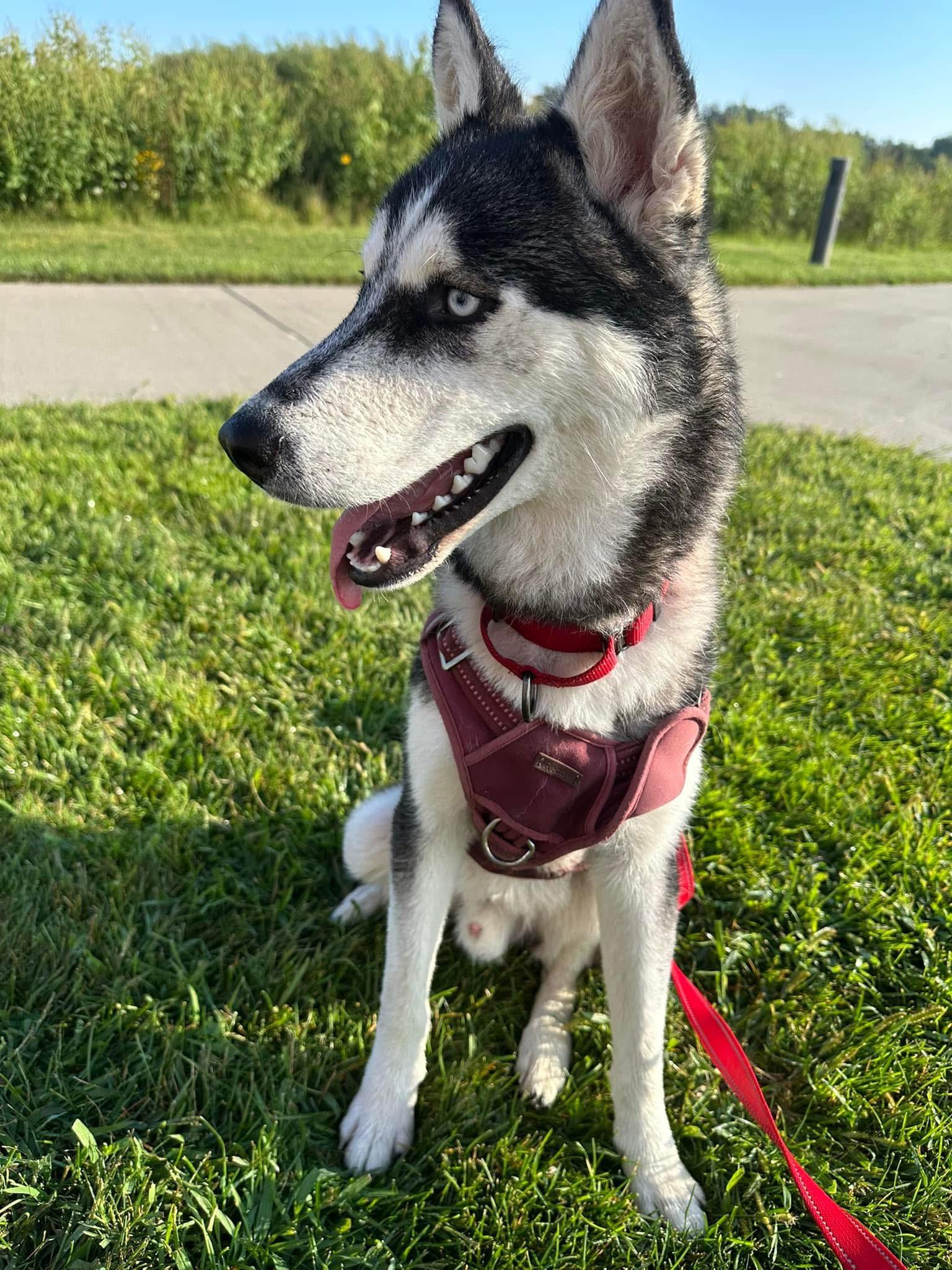 Enlarge Quinn, a Adoptable Siberian Husky in La Motte, IA image 2/5