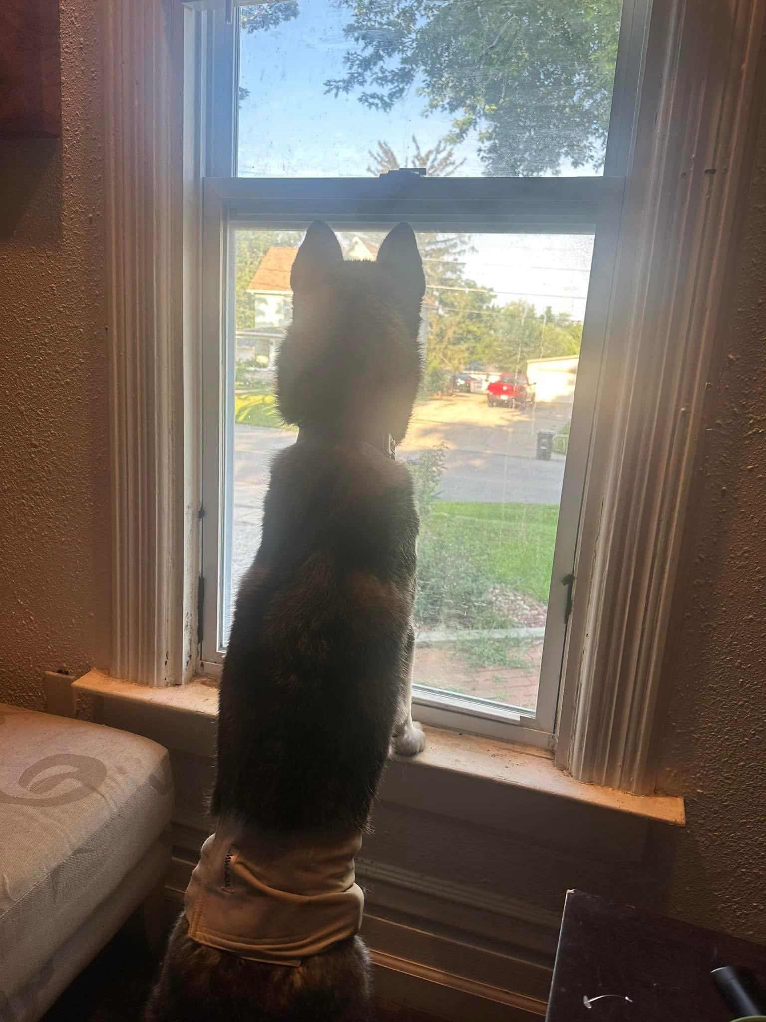 Enlarge Quinn, a Adoptable Siberian Husky in La Motte, IA image 5/5