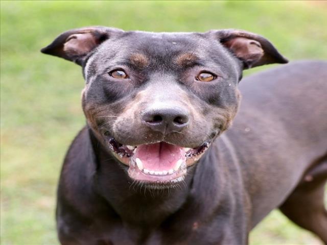 Enlarge A517089, a Adoptable mixed breed in Wilmington, NC image 1/1