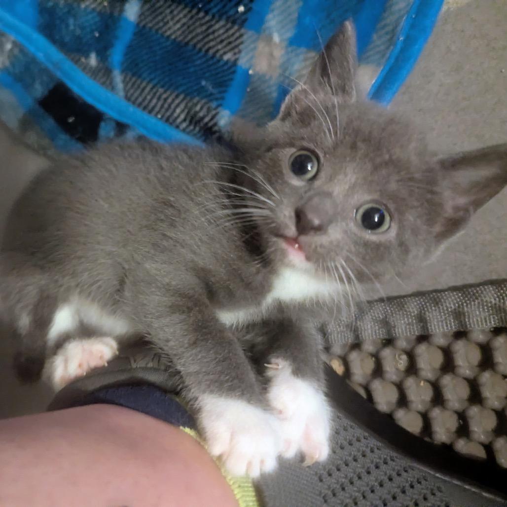 Pippa, Adoptable, Kitten Female American Shorthair & Domestic Short Hair.