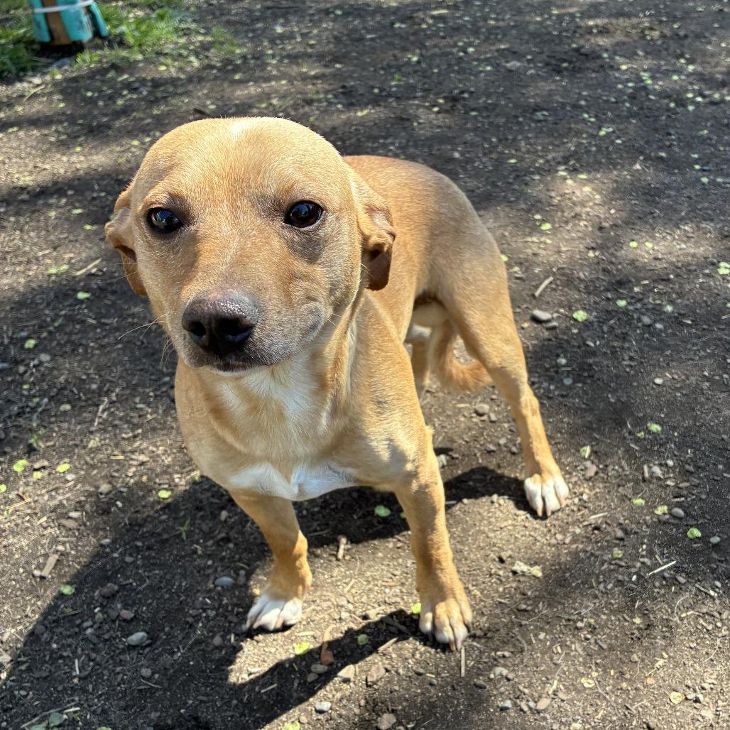 Professor(pink collar), Adoptable, Young Male Chihuahua & Mixed Breed.
