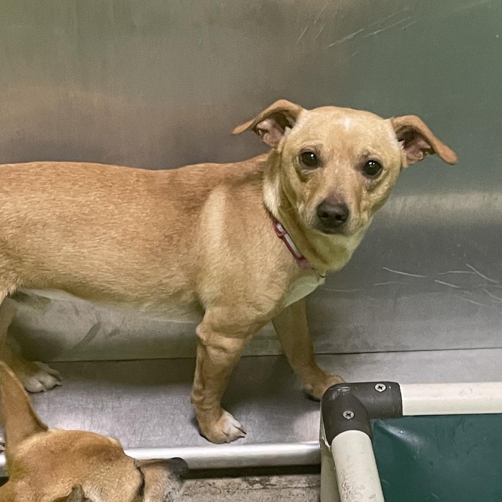 Enlarge Professor(pink collar), a Adoptable mixed breed in Spokane, WA image 2/2