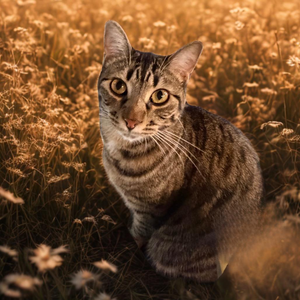 Enlarge Robin, a Adoptable Domestic Short Hair in Kansas City, MO image 1/1