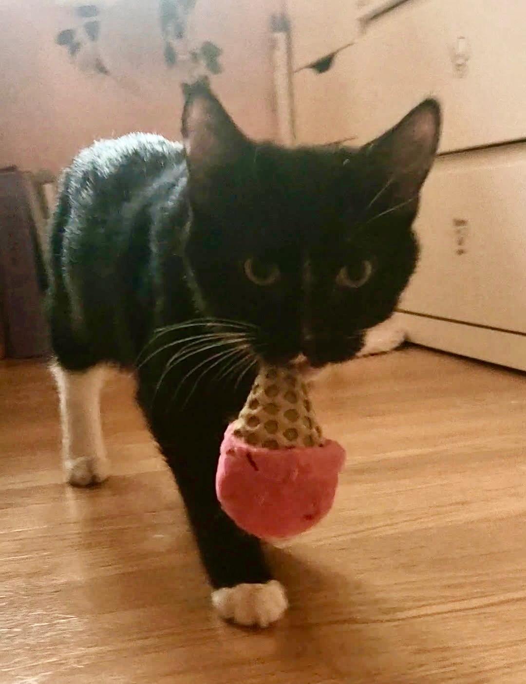 Enlarge Snowby, an adopted Domestic Short Hair in Mokena, IL image 1/1