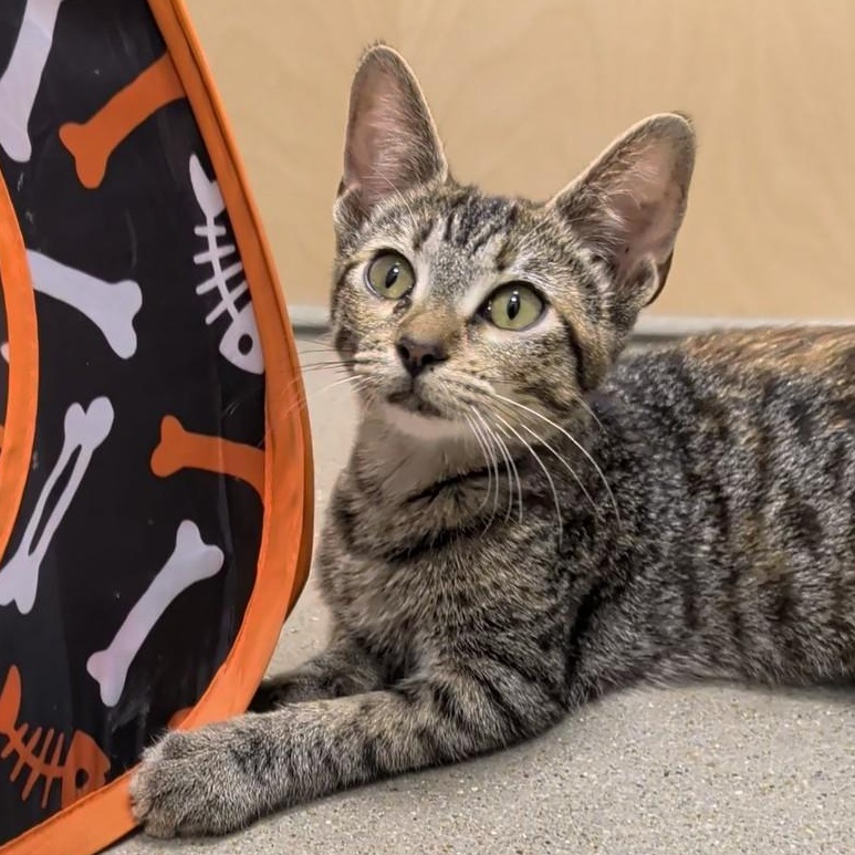 Enlarge Sméagol, a Adoptable Domestic Short Hair in Niantic, CT image 3/6