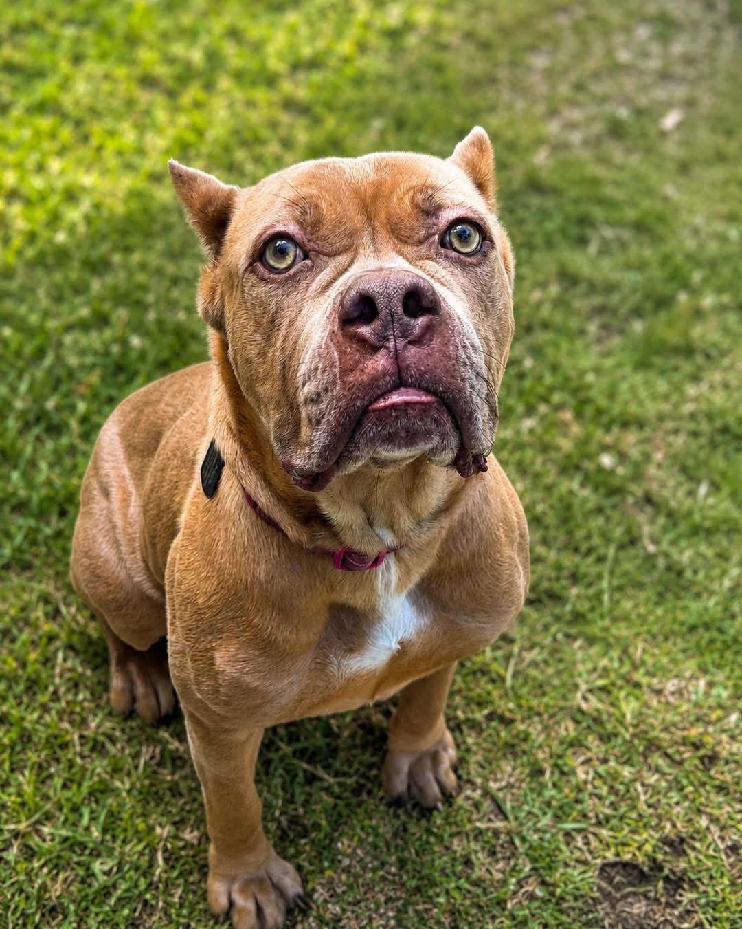 Ashanti, a ADOPTABLE Cane Corso in Deltona, FL image 3/3