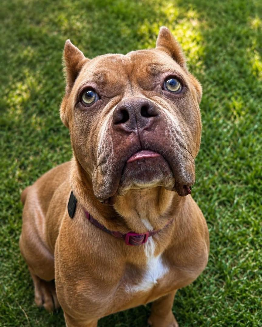 Ashanti, ADOPTABLE, Adult Female Cane Corso.