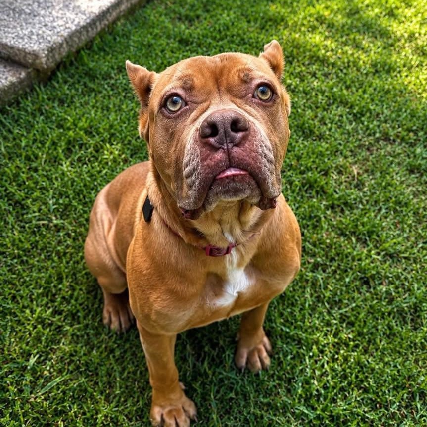 Ashanti, a ADOPTABLE Cane Corso in Deltona, FL image 2/3