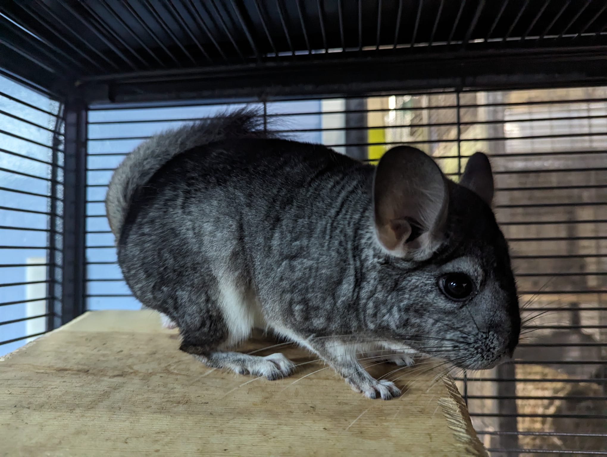 Enlarge Chinnabon, a Adoptable Chinchilla in Fountain Valley, CA image 3/5