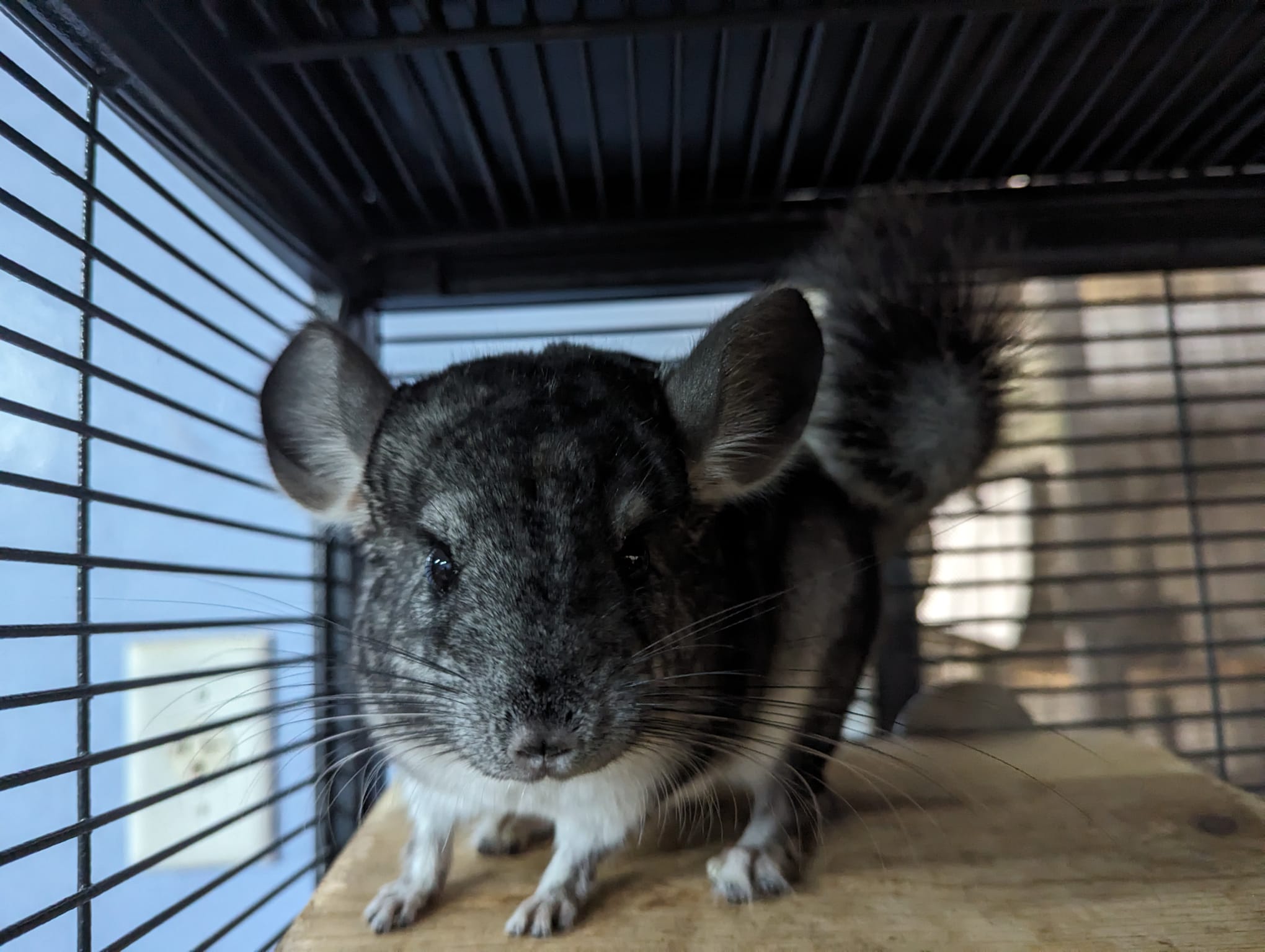 Enlarge Chinnabon, a Adoptable Chinchilla in Fountain Valley, CA image 5/5