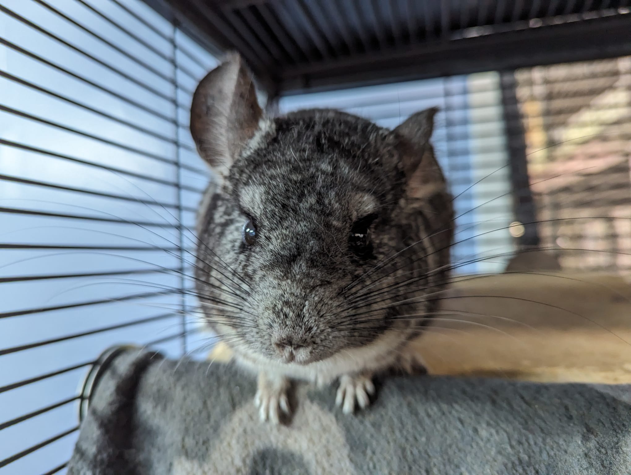 Enlarge Chinnabon, a Adoptable Chinchilla in Fountain Valley, CA image 4/5