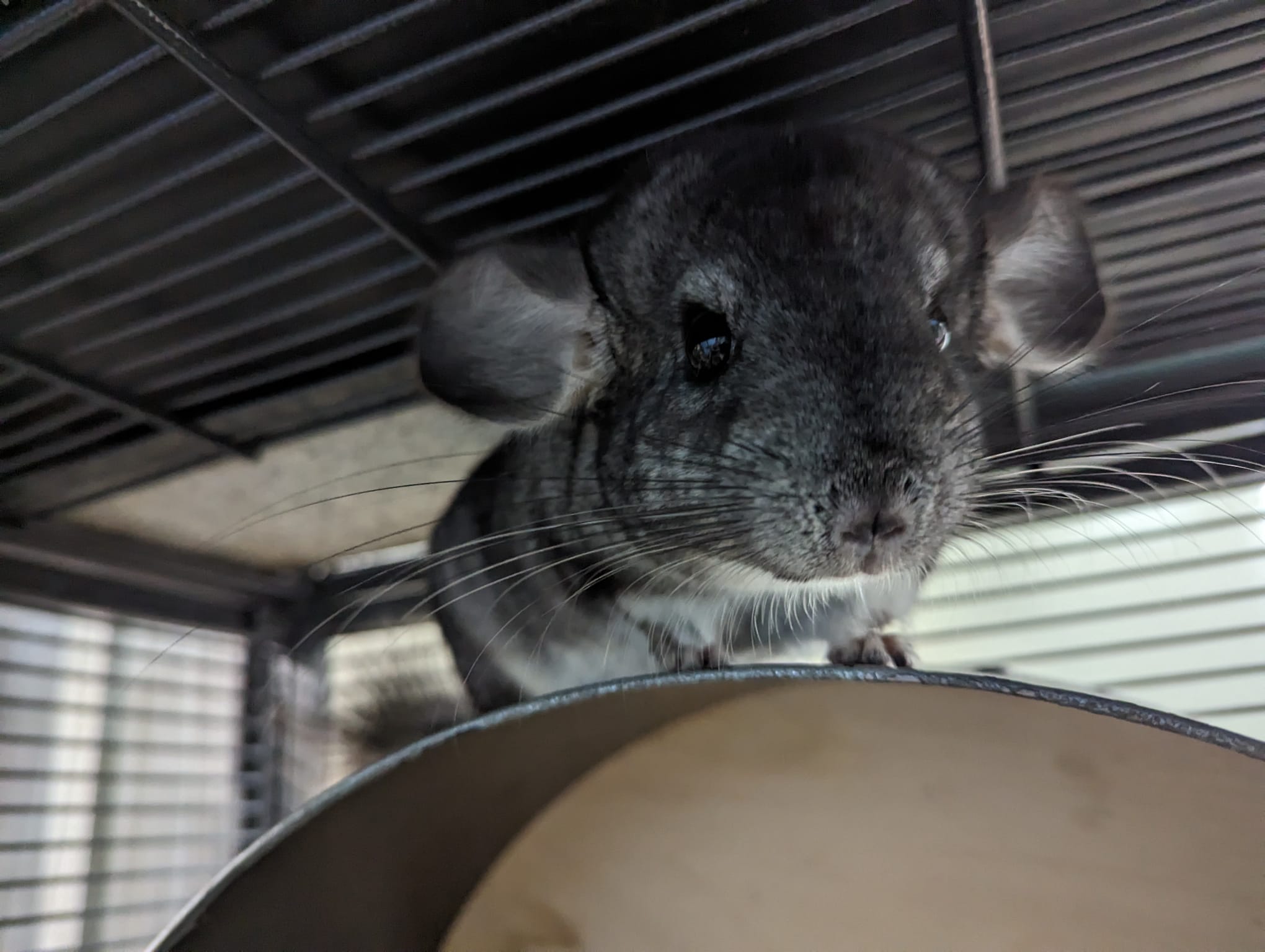Chinnabon, Adoptable, Adult Male Chinchilla.