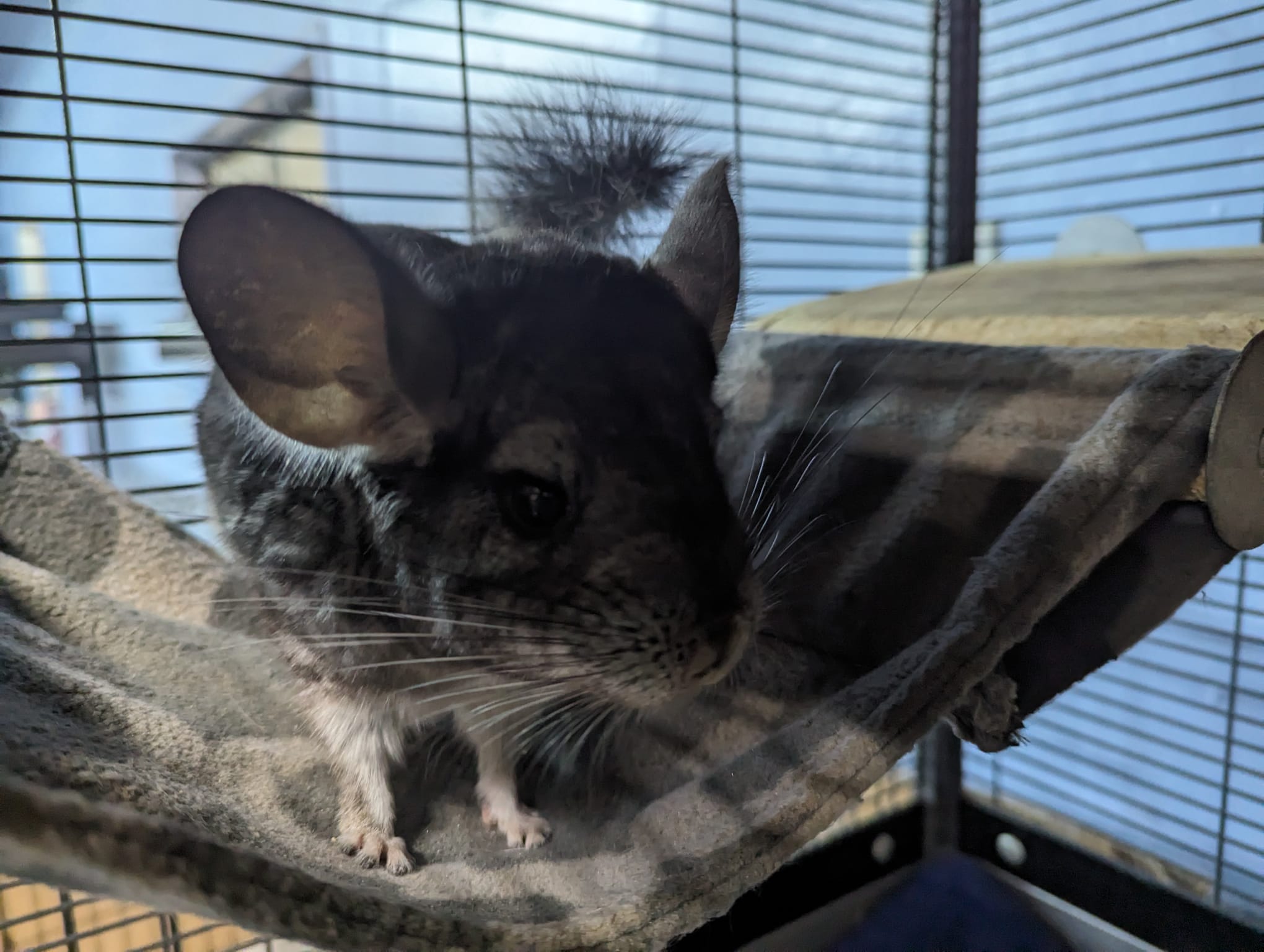 Enlarge Chinnabon, a Adoptable Chinchilla in Fountain Valley, CA image 2/5