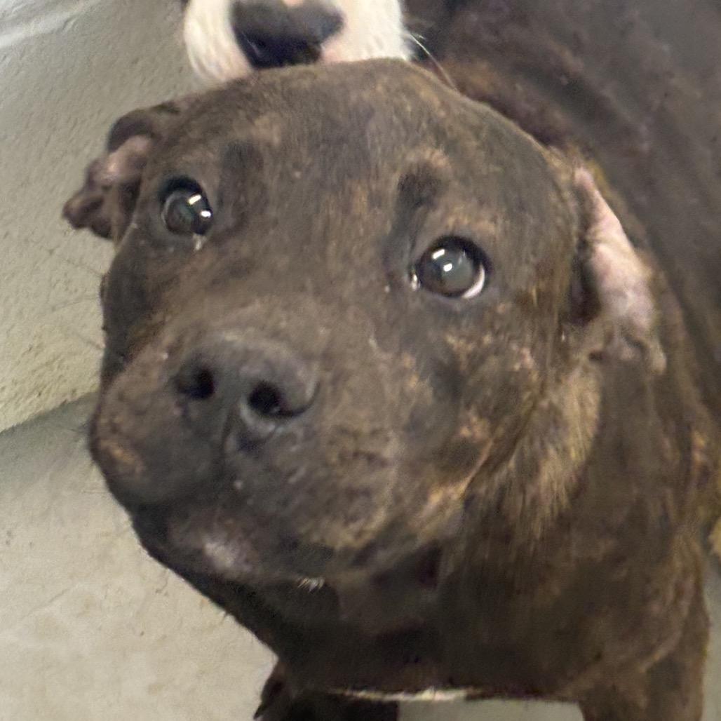 Jake, Adoptable, Young Male Terrier.