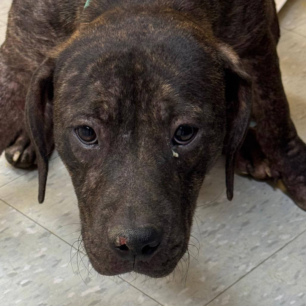 Enlarge Jake, a Adoptable mixed breed in Clarksdale, MS image 2/2