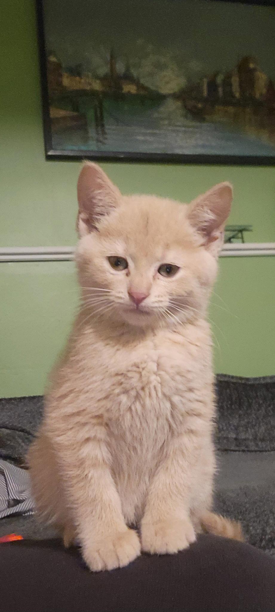 Whisper, Adopted, Young Female Domestic Short Hair.