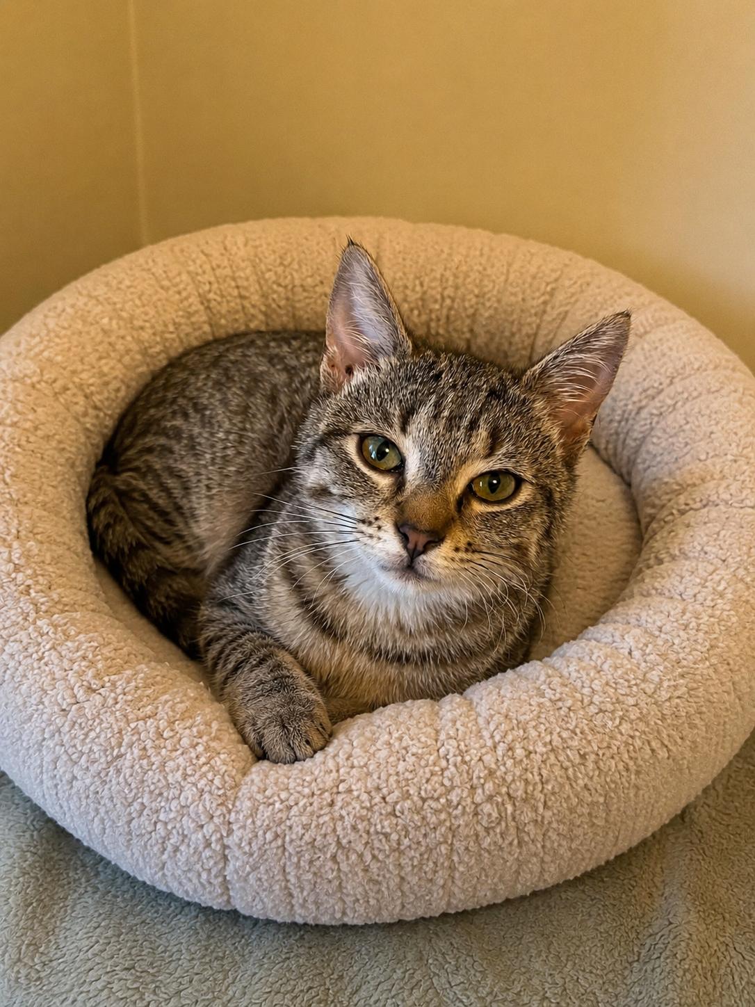 Enlarge Archie, an adopted Domestic Short Hair in Belchertown, MA image 1/1