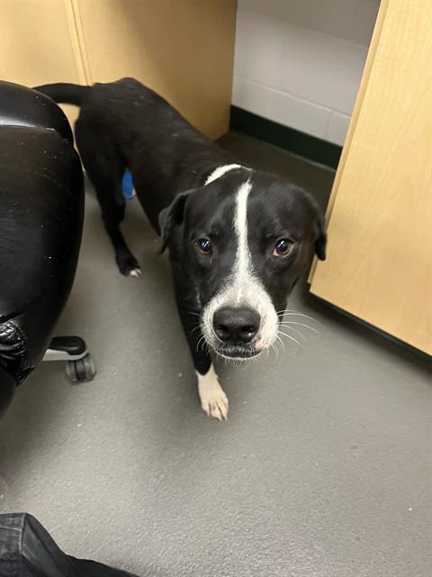 BRUTUS, Adoptable, Young Male Black Mouth Cur.