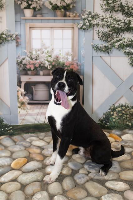 BRUTUS, Adoptable, Young Male Black Mouth Cur.