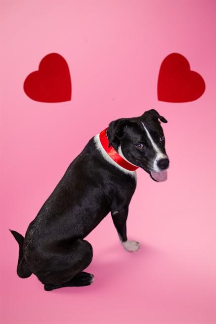 Enlarge BRUTUS, a Adoptable Black Mouth Cur in Corpus Christi, TX image 1/1