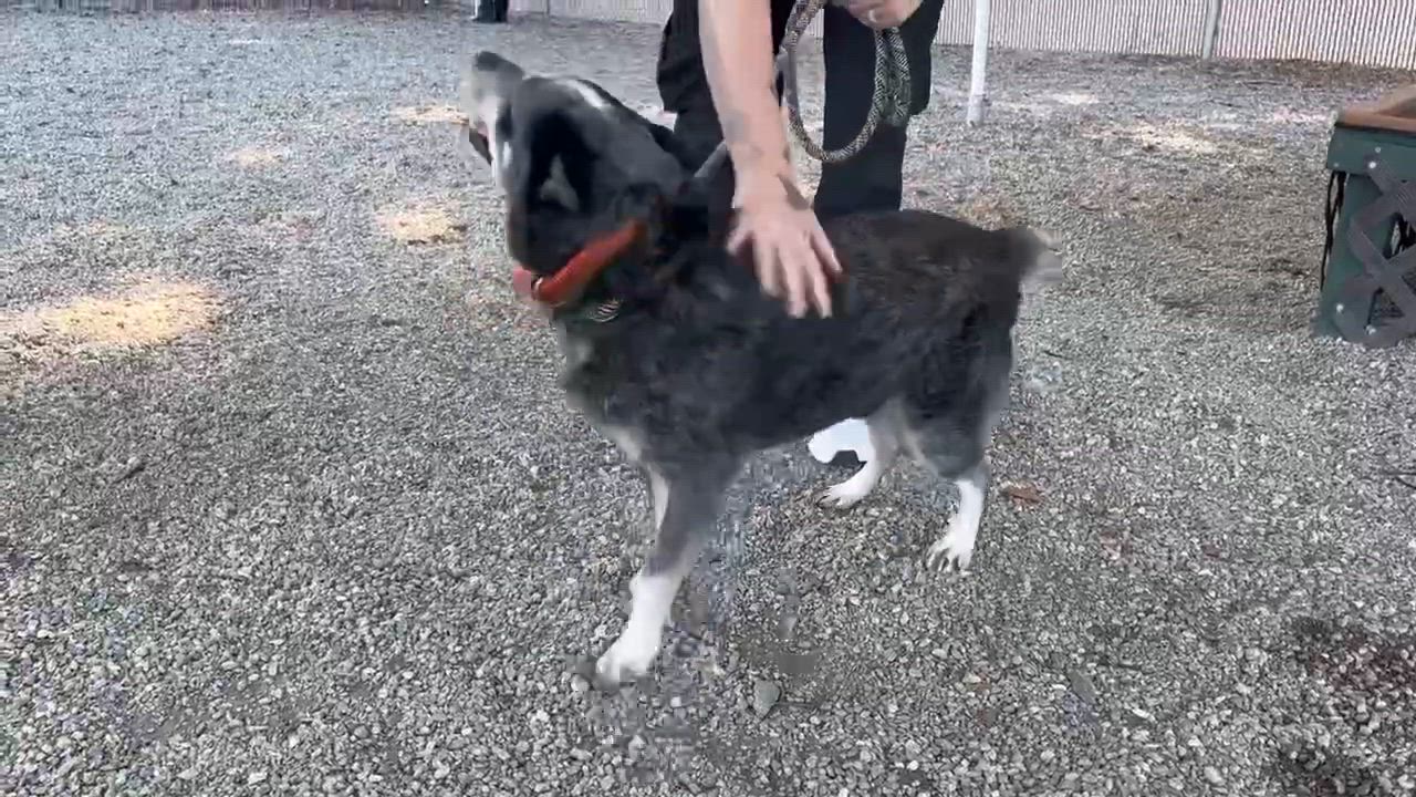 Enlarge Streak, a Adoptable Australian Cattle Dog / Blue Heeler in Fuquay-Varina, NC video 4/4