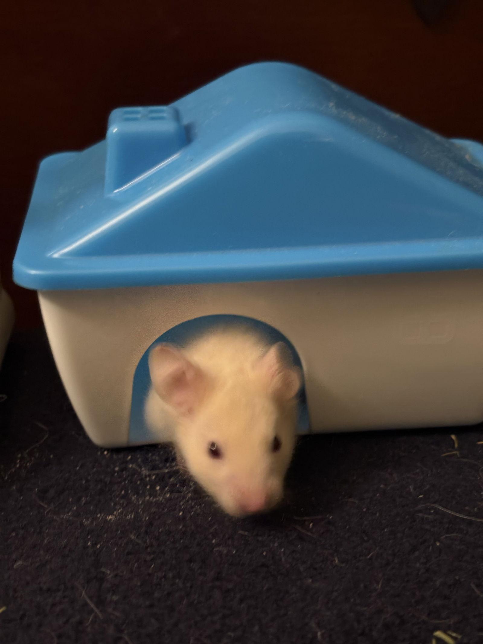 Enlarge Scooter, a Adopted Hamster in Frederick, MD image 1/1