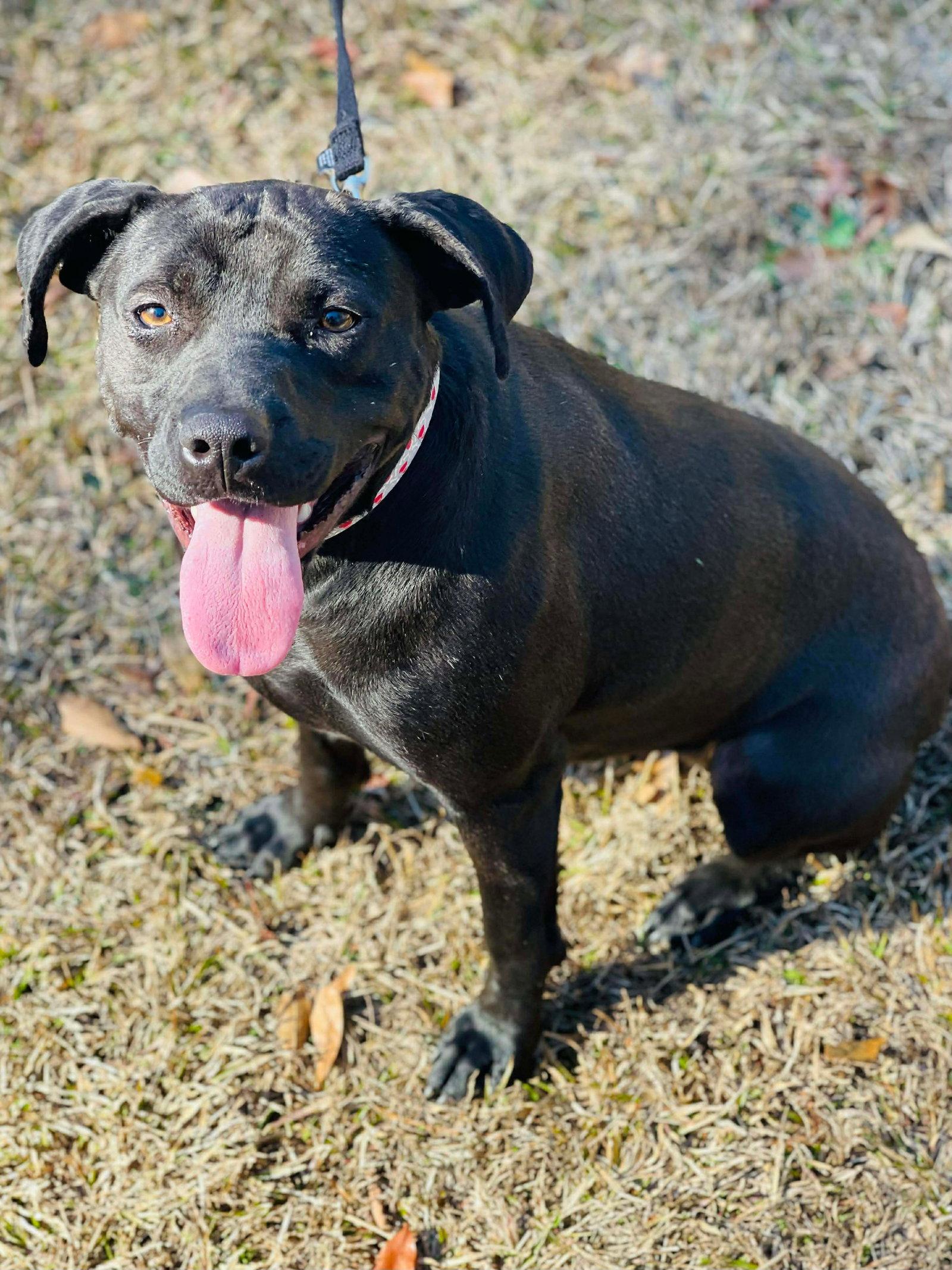 COURTESY POST...Annie, Adoptable, Young Female Staffordshire Bull Terrier.
