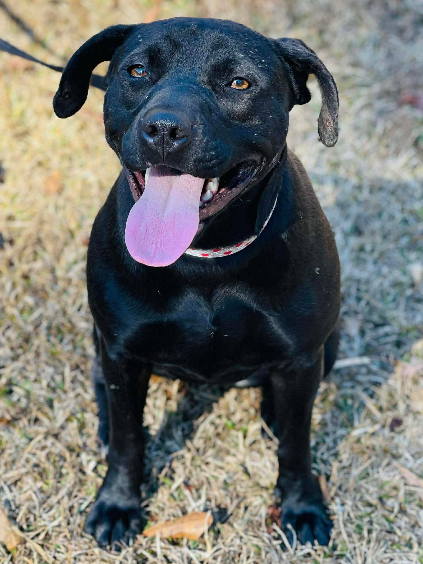 Enlarge COURTESY POST...Annie, a Adoptable Staffordshire Bull Terrier in Social Circle, GA image 2/2