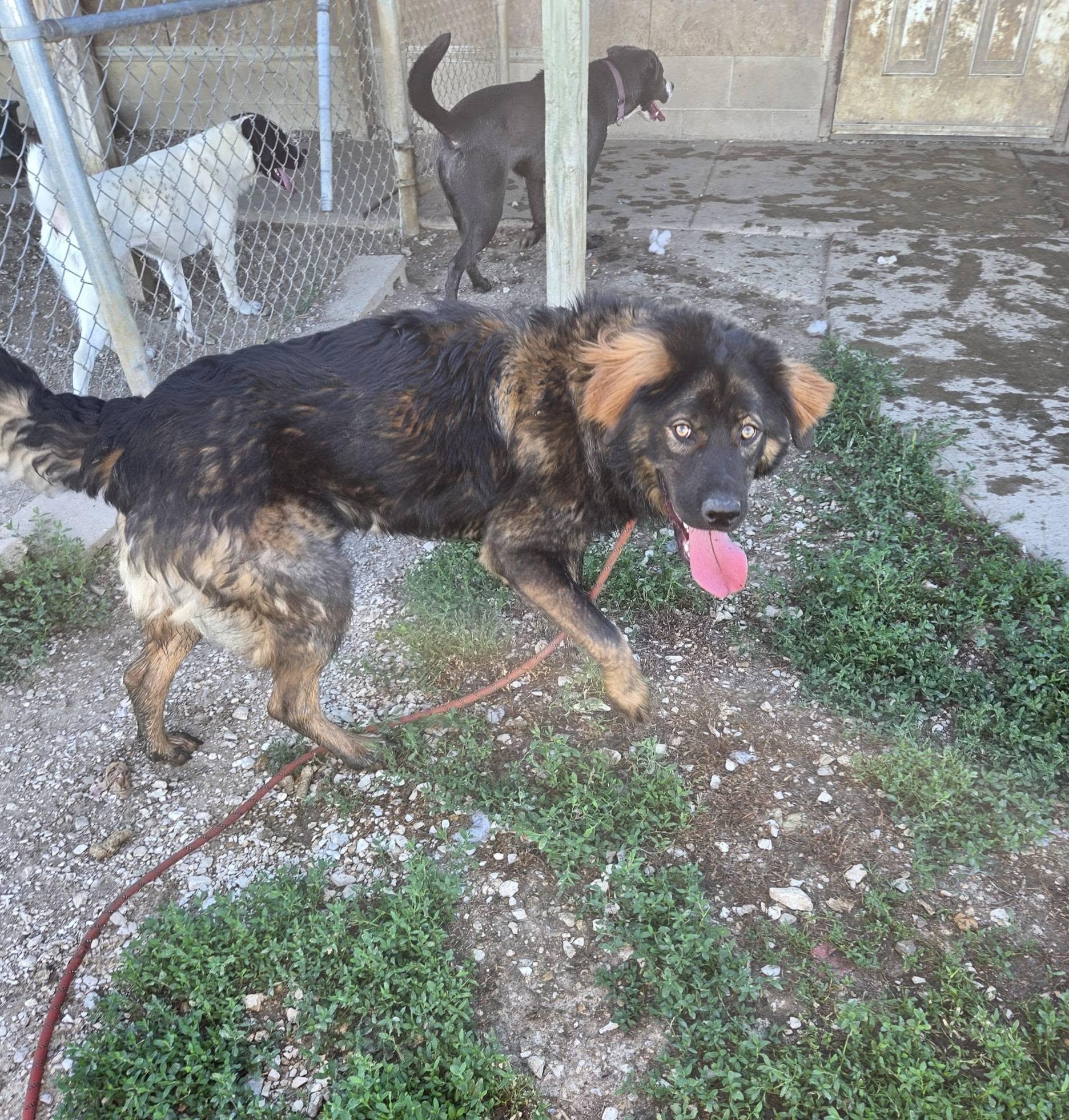 Enlarge Pooh Bear, a ADOPTABLE mixed breed in Petersburg, IN image 6/6