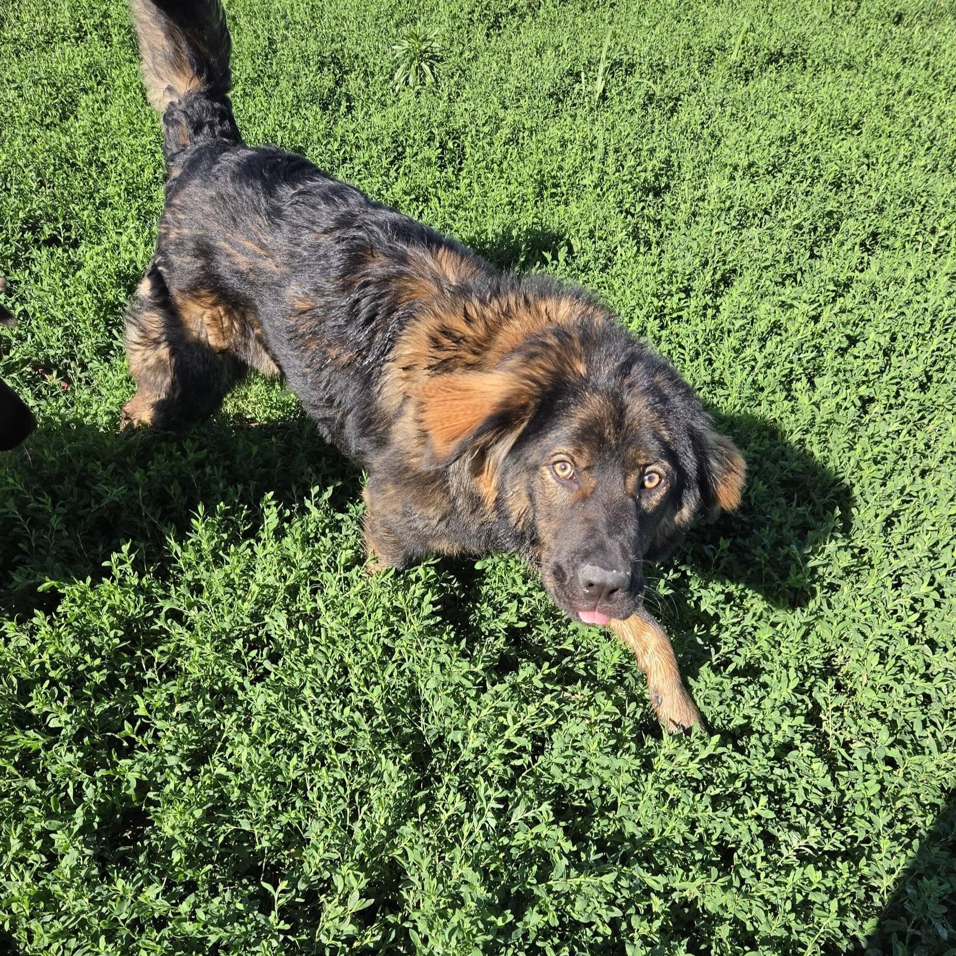 Enlarge Pooh Bear, a ADOPTABLE mixed breed in Petersburg, IN image 4/6