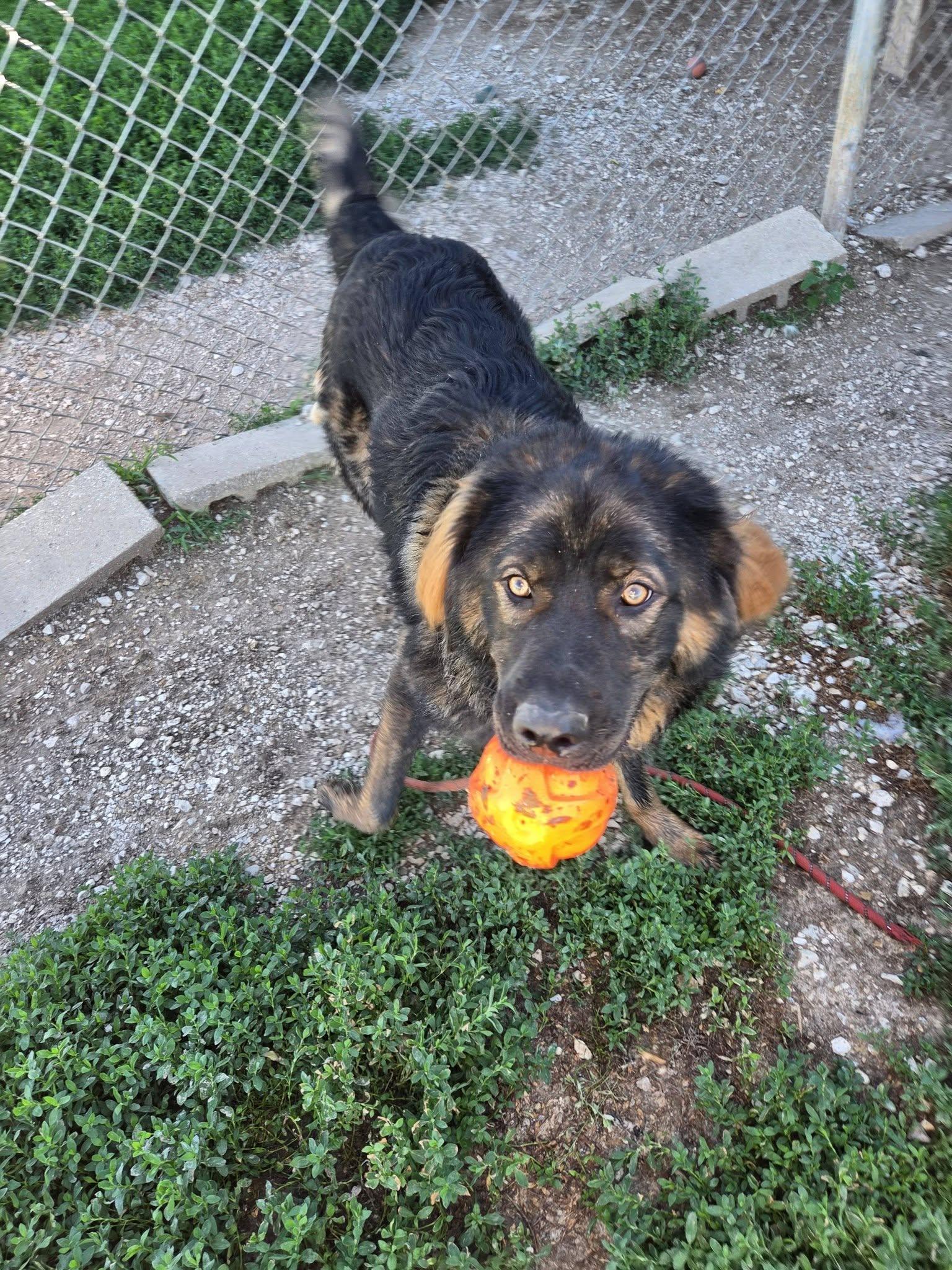 Enlarge Pooh Bear, a ADOPTABLE mixed breed in Petersburg, IN image 2/6