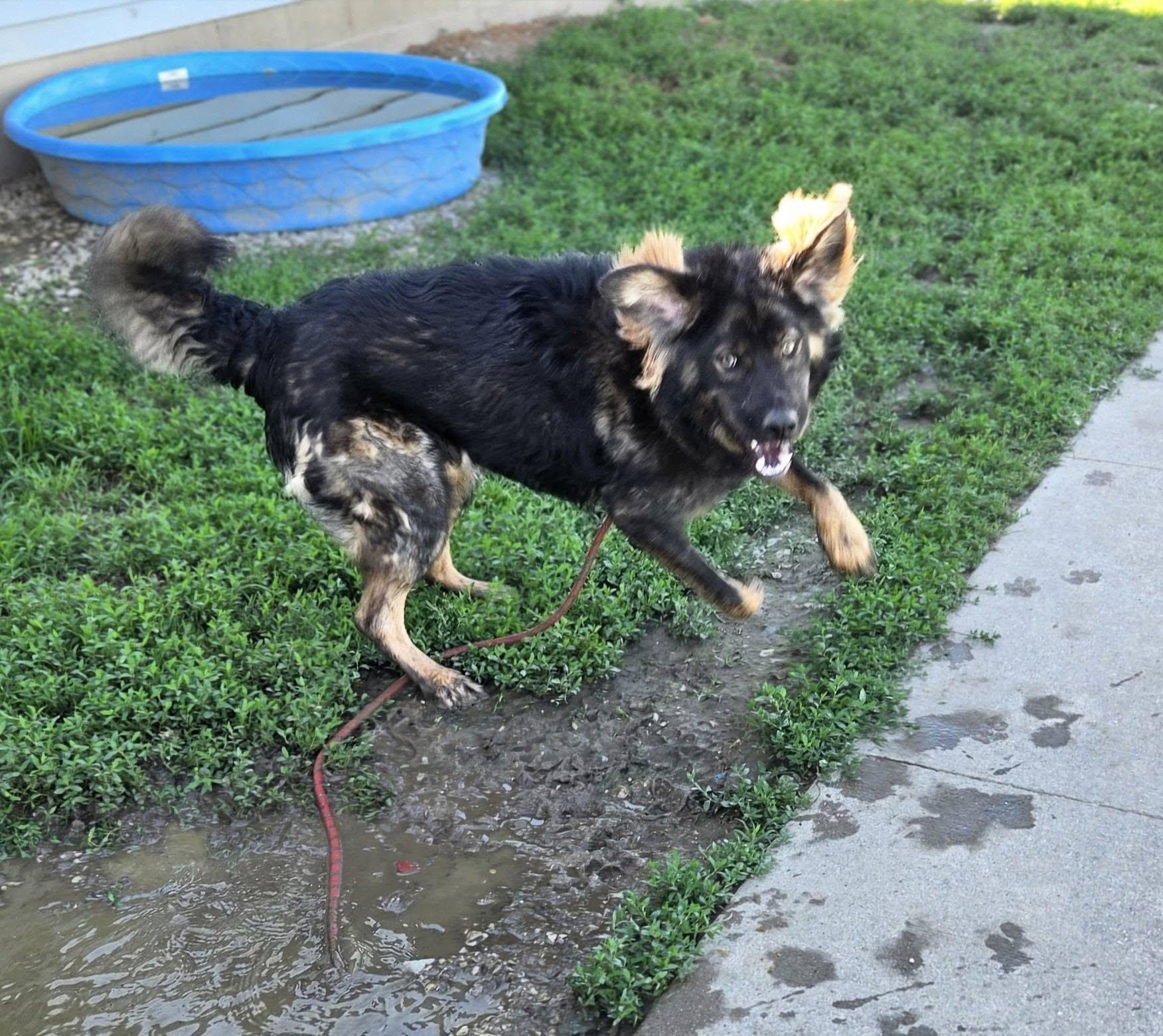 Enlarge Pooh Bear, a ADOPTABLE mixed breed in Petersburg, IN image 5/6
