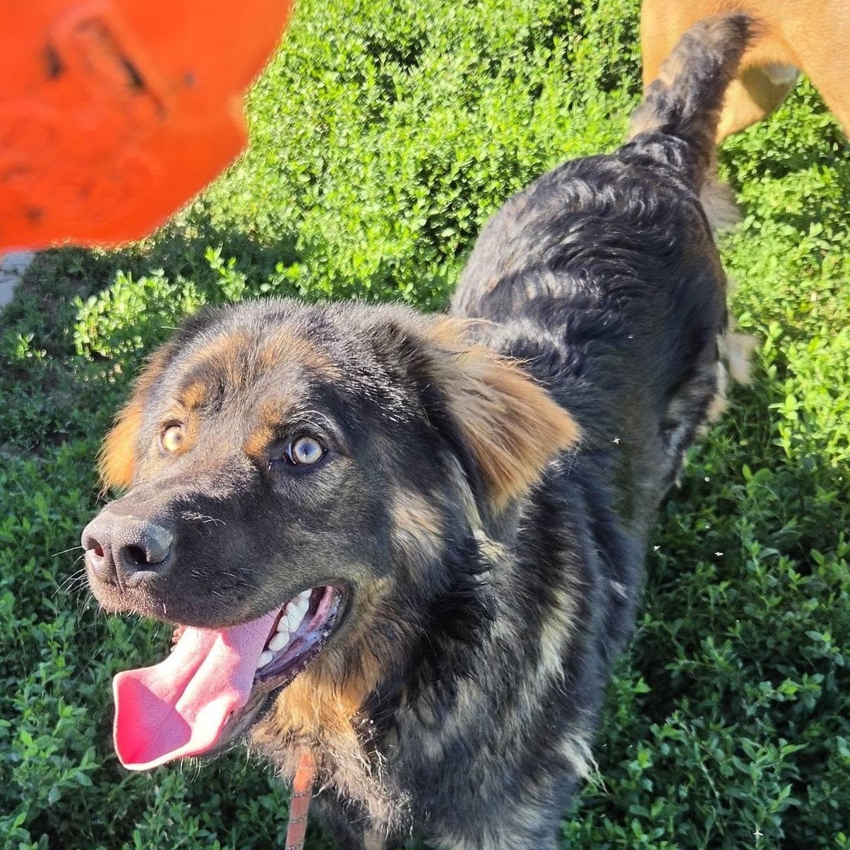 Pooh Bear, ADOPTABLE, Young Male German Shepherd Dog.