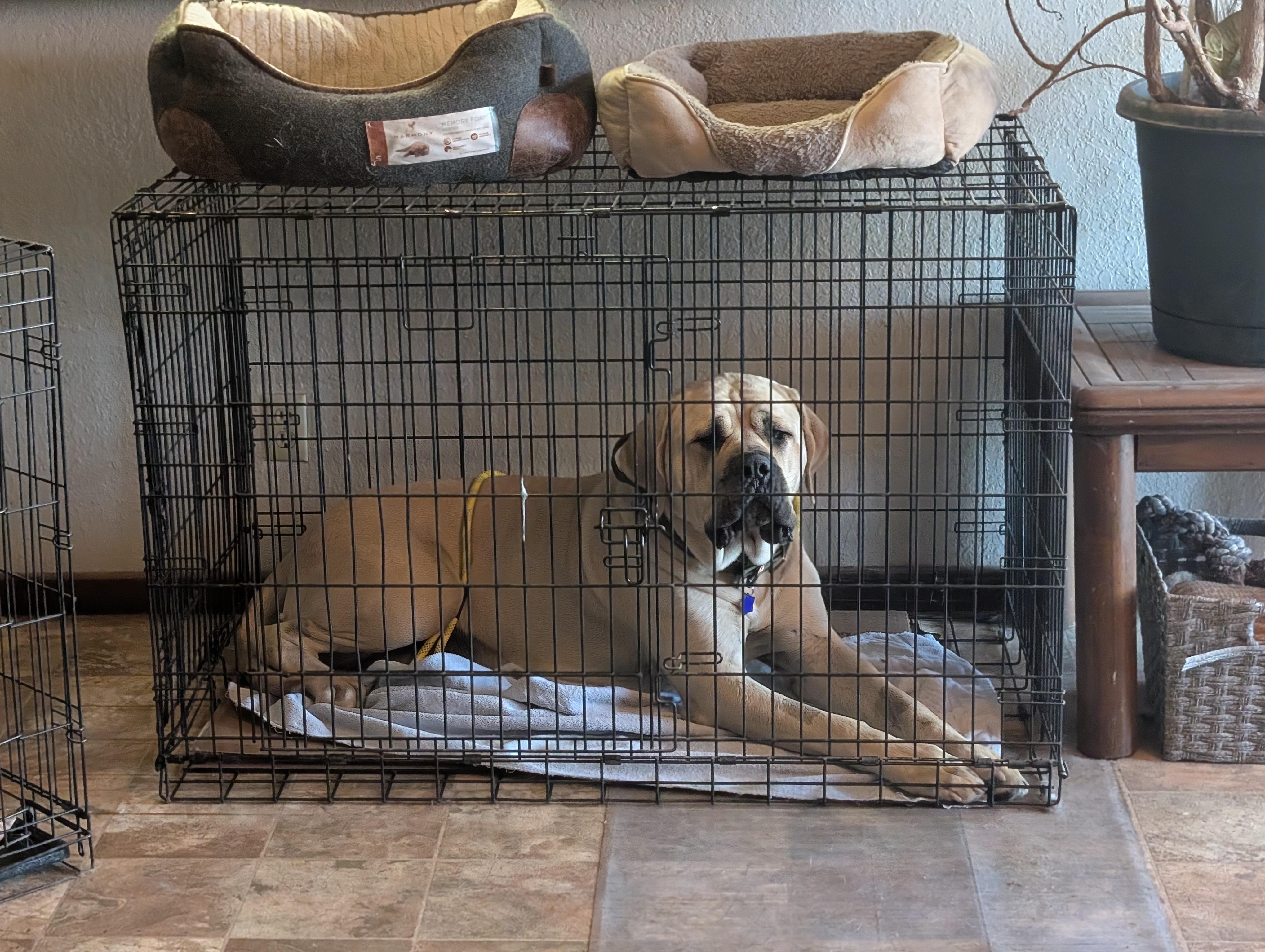 Isla, a ADOPTABLE Mastiff in COEUR D ALENE, ID image 5/6