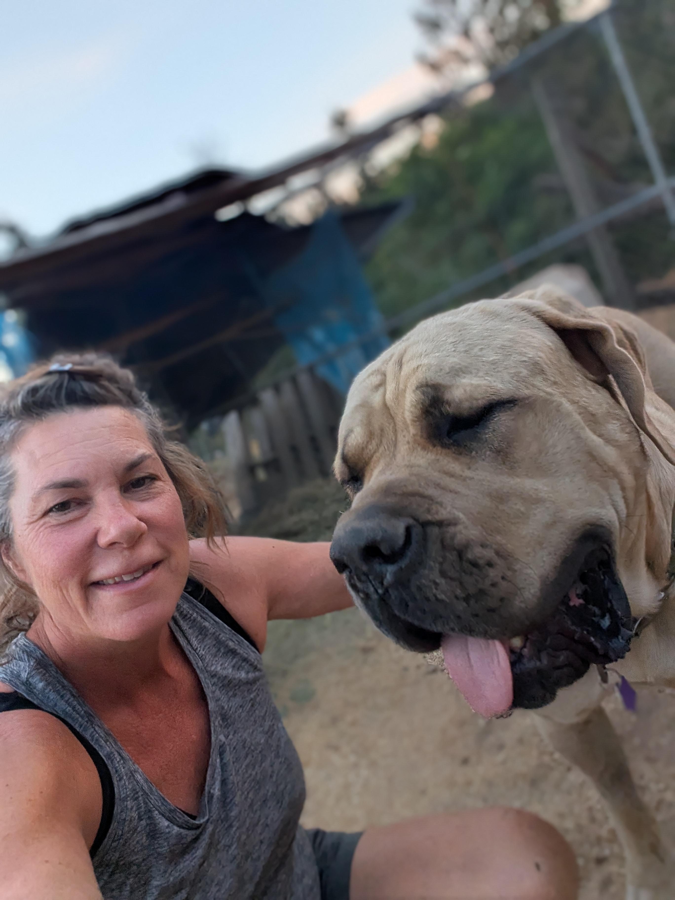 Isla, a ADOPTABLE Mastiff in COEUR D ALENE, ID image 6/6