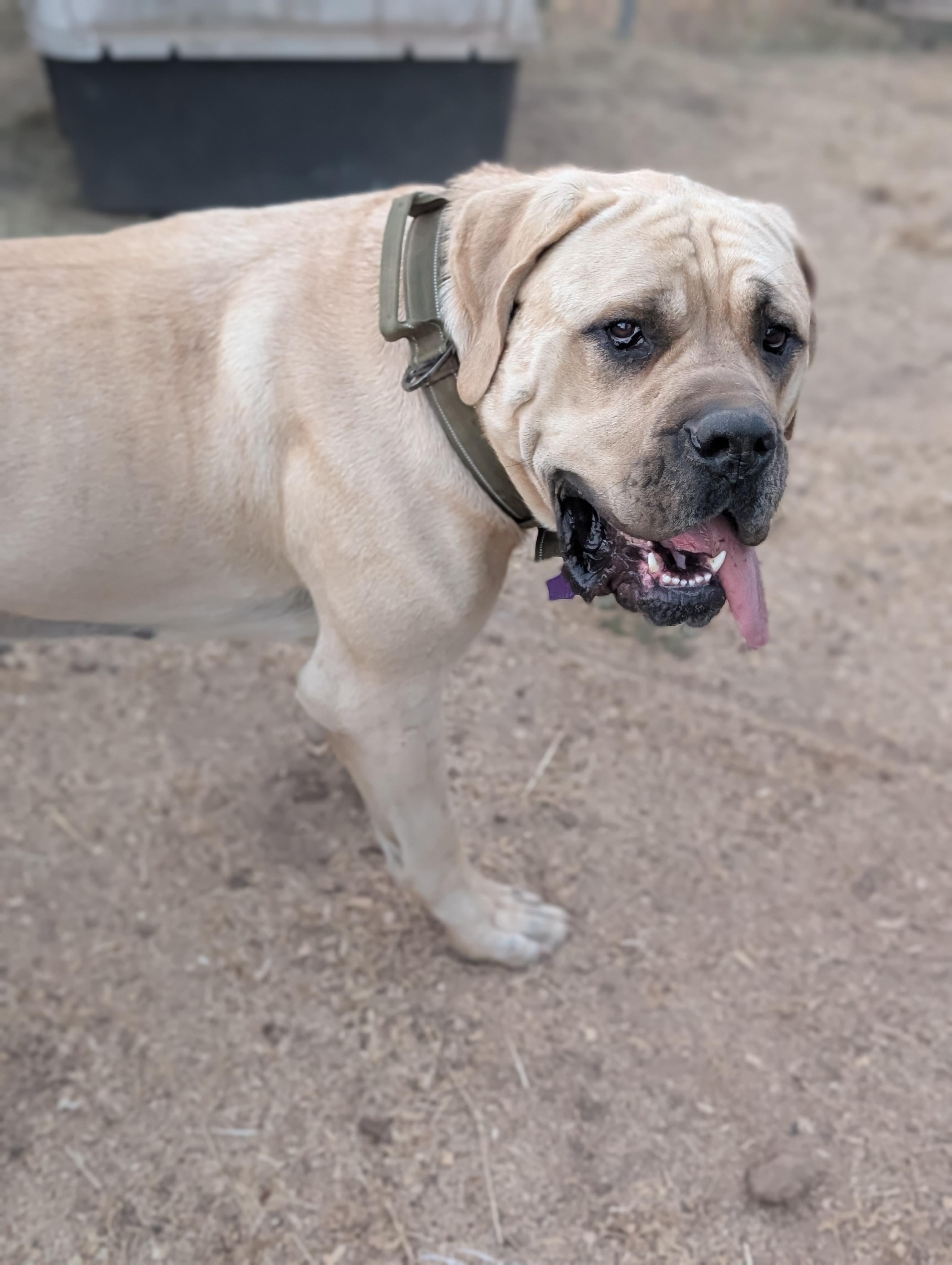 Isla, a ADOPTABLE Mastiff in COEUR D ALENE, ID image 2/6