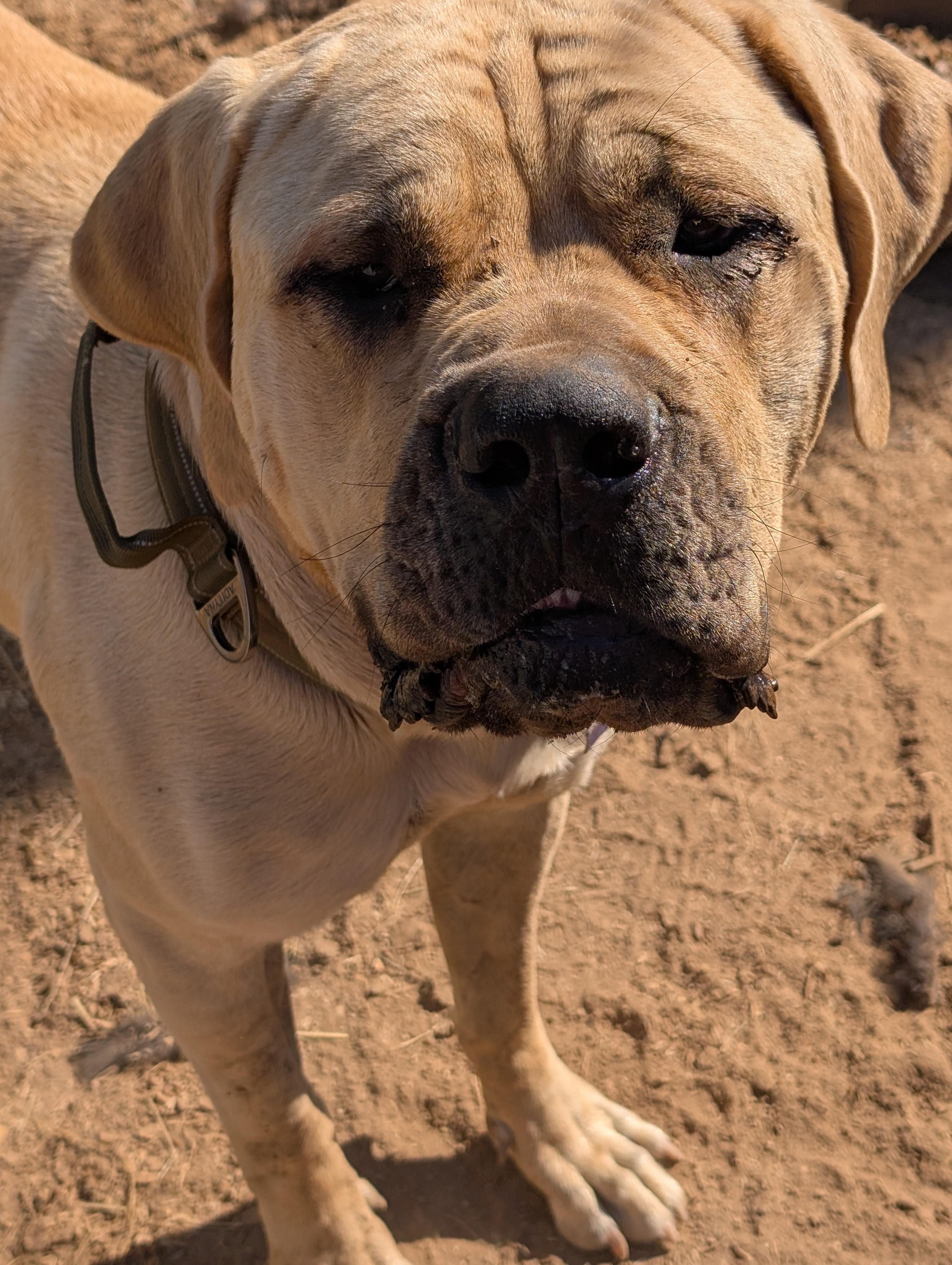 Isla, a ADOPTABLE Mastiff in COEUR D ALENE, ID image 3/6